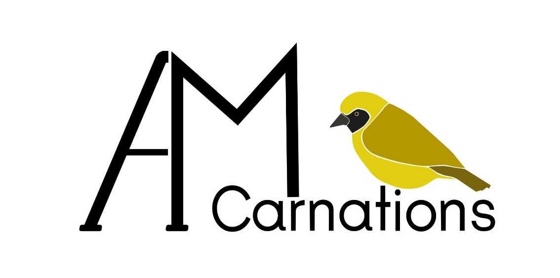 AM Carnations